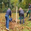 2024_10_Ein Kirschbaum für das KHG